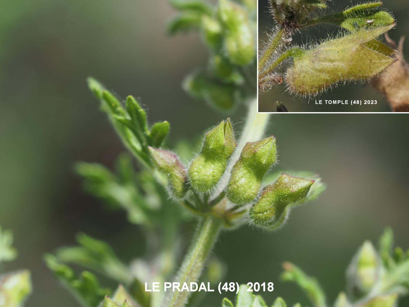 Germander, Cut-leaved fruit